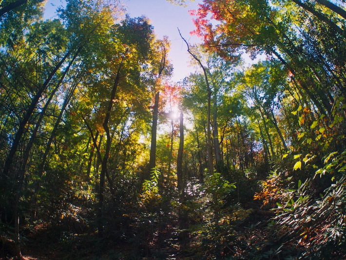 Great Smoky Mountains in the Fall